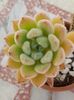 Echeveria setosa