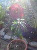 Hibiscus m