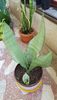 Sansevieria Moonshine