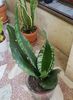 Sansevieria Whitney