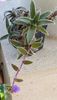 Tradescantia somaliensis