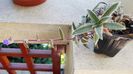 Tradescantia somaliensis