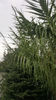 phyllostachys-bambus