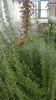 rosmarinus officinalis