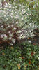 aster tataricus