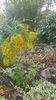solidago canadensis