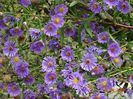 aster frickartii
