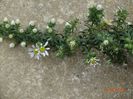 aster Snow Flurry
