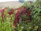 parthenocissus quinquefolia