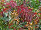parthenocissus quinquefolia