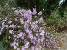 aster ericoides Esther