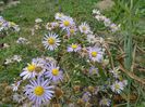 aster ageratoides Asran