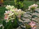 hydrangea pan. Chamaeleon