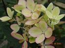 hydrangea pan. Chamaeleon