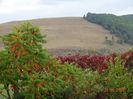 rhus typhina
