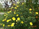 chrysanthemum Nantyderry Sunshine