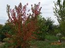 acer tataricum