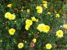 chrysanthemum Nantyderry Sunshine
