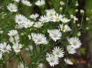 aster pringlei Monte Cassino