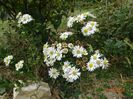 aster ageratoides Starshine