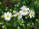 aster ageratoides Ashvi
