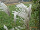 miscanthus sinensis Memory