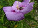 hibiscus syriacus