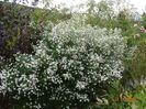 aster din padure