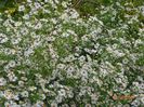 aster din padure
