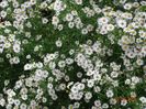 aster din padure