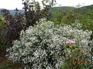 aster din padure
