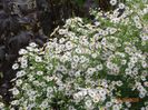 aster din padure