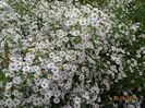 aster din padure