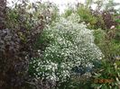 aster din padure