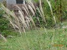 miscanthus sinensis Adagio