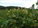 lonicera Mint Crisp