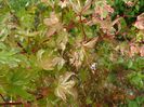 acer palm. Asahi-Zuru