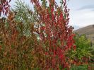 acer tataricum