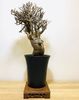 Euphorbia cuneata