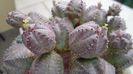 Euphorbia daisymontana (obesa x tubiglans)