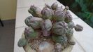 Euphorbia daisymontana (obesa x tubiglans)