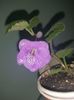 Mini sinningia MG's Purple Rain