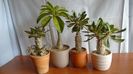 Familia Pachypodium