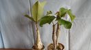 Familia plantelor caudiciforme, pachycaule si bulboase