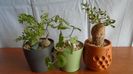 Familia plantelor caudiciforme, pachycaule si bulboase