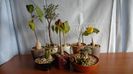 Familia plantelor caudiciforme, pachycaule si bulboase