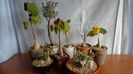 Familia plantelor caudiciforme, pachycaule si bulboase