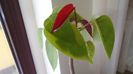 Familia plantelor caudiciforme, pachycaule si bulboase