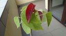 Familia plantelor caudiciforme, pachycaule si bulboase