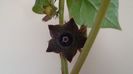Familia plantelor caudiciforme, pachycaule si bulboase